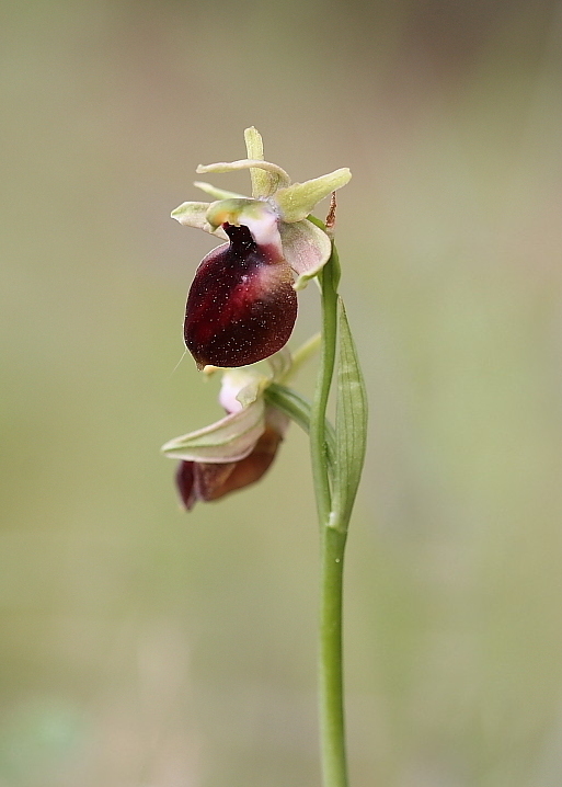 Ophrys helenae